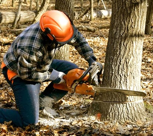 Tree Removal in Tamiment, PA